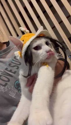 あいくん 里親様募集中の記事動画