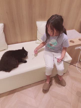 長野県松本市 CAT CAFE【MOCHA】の記事動画