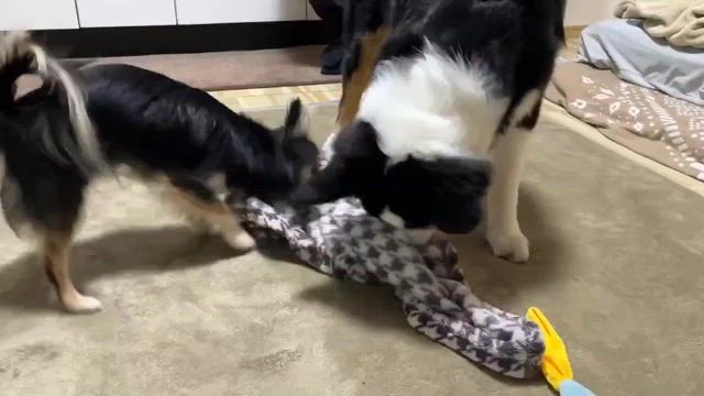 やんちゃなプッチ！！の記事動画