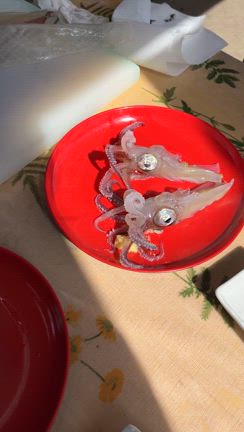 2024'春休み〜2泊3日の函館旅行①〜の記事動画