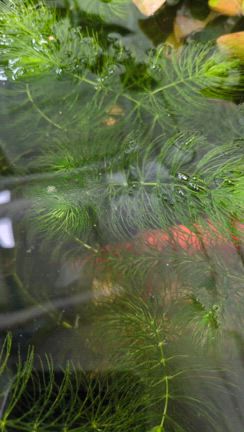 水草に花✾金魚＆めだかの記事動画