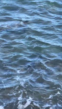 アメリカ旅【 Hawaii編 】の記事動画