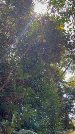 三合参り行ってきた。の記事動画