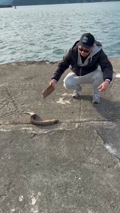 南伊勢でエギングとモンスターハント！！の記事動画