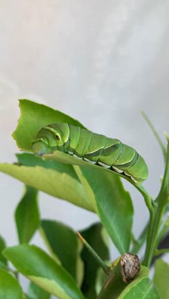 芝の土メンテと、アゲハの幼虫。の記事動画