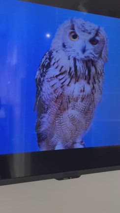 "ブルーピリオド展"in札幌　完全レポの記事動画