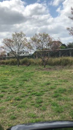 タケノコの記事動画