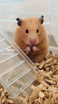 たそちんᩚの記事動画