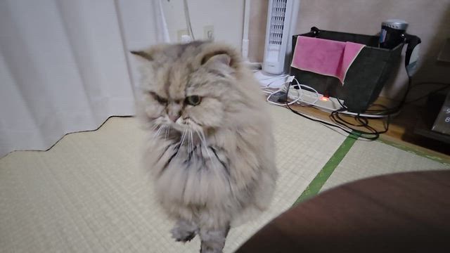 揉め事の記事動画