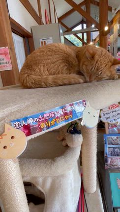 二代目ネコ店長ちびにゃんと店長補佐むぎにゃん時々らぶにゃんさんの