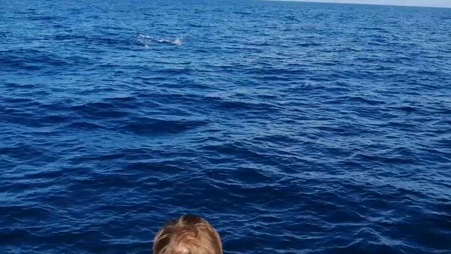 2025.10.18 第41回  カツオクジラとハナゴンドウの記事動画