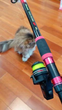 3ニャンお誕生日おめでとう＆ホルミシスマットの記事動画