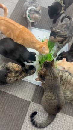 ころん便り ご寄付 ・ご支援のお礼(11/3～11/9)の記事動画