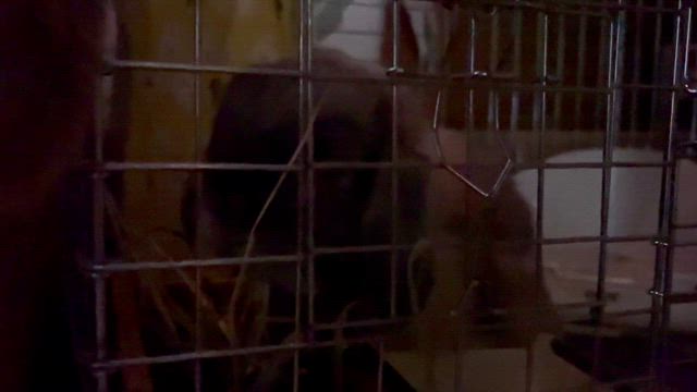 心地よい音で起こされた♡の記事動画