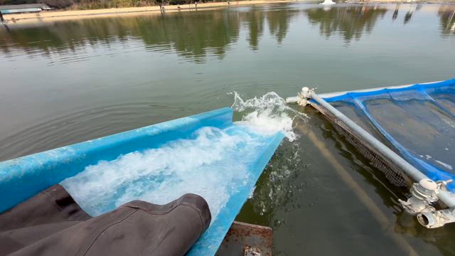 本日はヤシオマス放流でした〜♪の記事動画