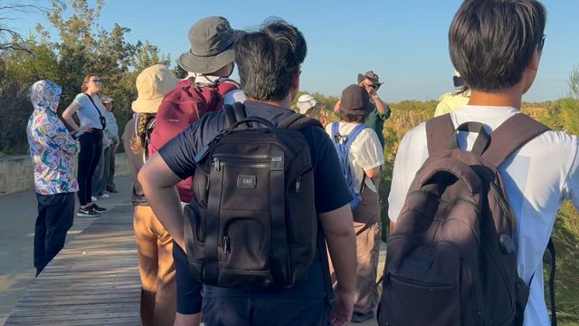 再びピナクルズのハエの記事動画