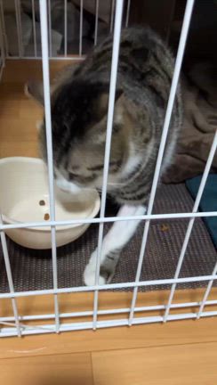 リリーラ♀のことの記事動画