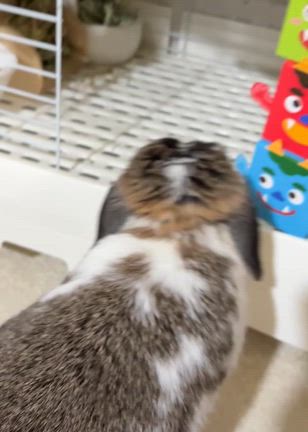 病院と鬼退治の記事動画