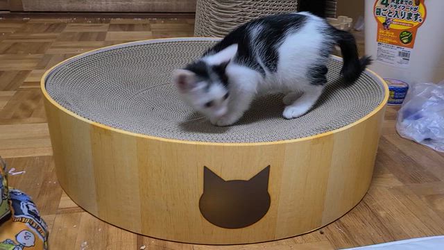 ご支援のお礼。静かで寂しい夜。の記事動画