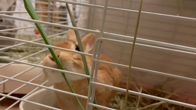 グリス姉さんと、ふわり〜ちゃん（追記あり）の記事動画