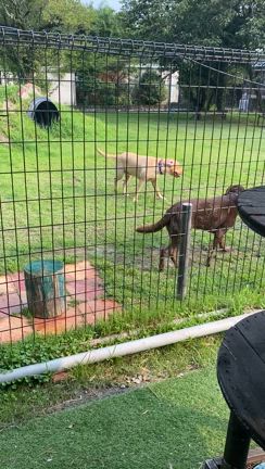 ５ヶ月ぶりのテント！お盆キャンプの記事動画