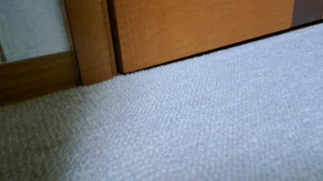 【暴走注意】うさぎの部屋んぽで家が悲鳴⁉の記事動画