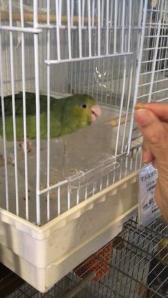 ＜ブログその①＞　SLOWSTEPさんの小鳥さんのおやつ、入荷です！の記事動画