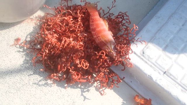 毎週、演劇が楽しめますの記事動画