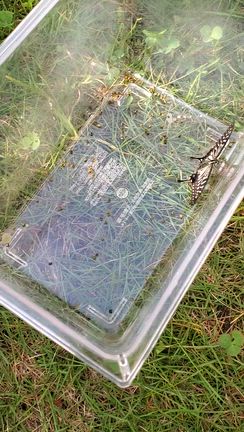 お彼岸……お墓参りとそれからの記事動画