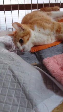 アミのFIP確定　の記事動画