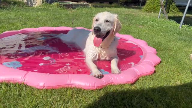 初プールの記事動画