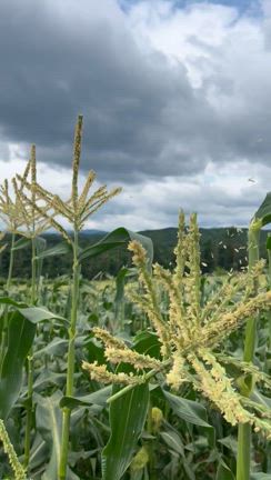 本日の業務の記事動画