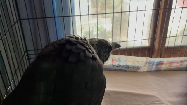 生きたまま茹で殺される鶏は、675,712羽。日本の場合の記事動画