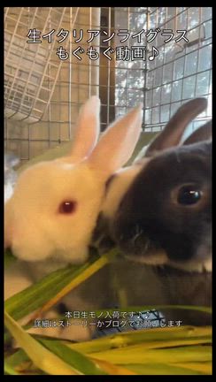 ミニレッキス達のもぐもぐ動画の記事動画