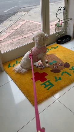 オフの日も、花のある暮らしで華やぐの記事動画