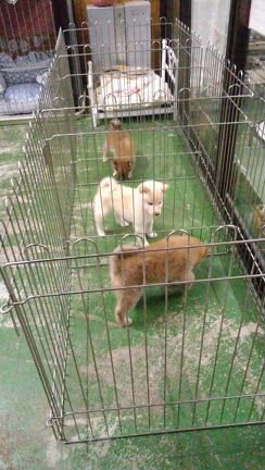 飼い主さん募集中の白柴　柴犬の動画　オスたちの記事動画