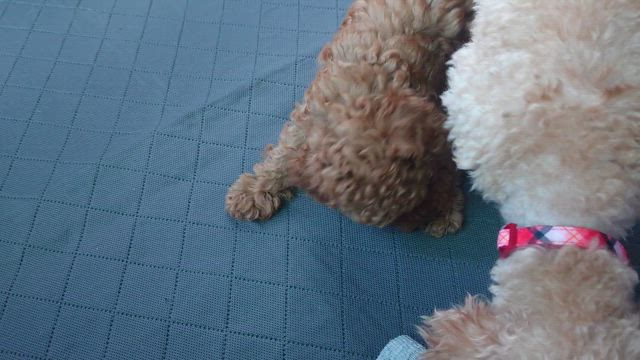 いたずら盛りのジャンプちゃんの記事動画