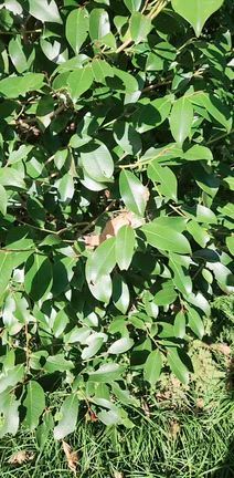 東国三社 香取神宮参拝の記事動画