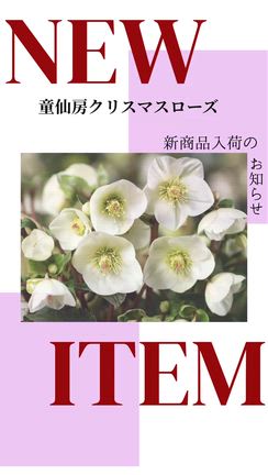 最新品種【IceN’roses氷の薔薇ホワイトアイボリー】先行販売のお知らせの記事動画