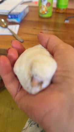 ユニコ、死す。の記事動画