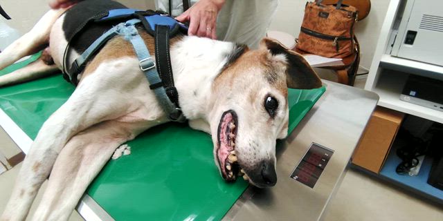 地獄へ落とされたシリウス君の記事動画