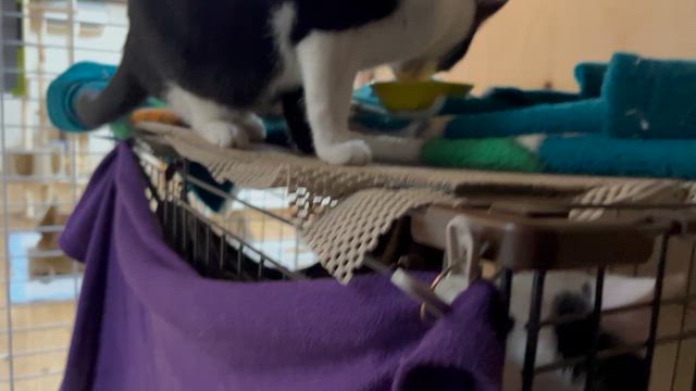 クリスマスプレゼントの記事動画