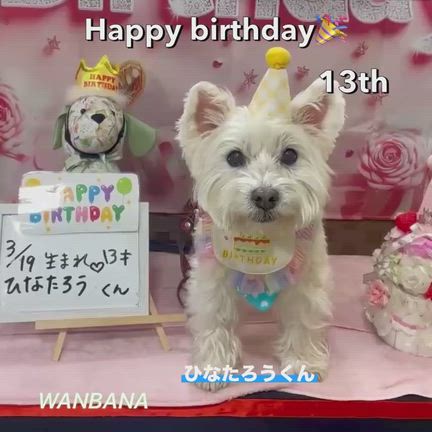 ワンバナLIVE配信２９７回／大注目！新プログラムスタート！愛犬猫！タイプ別！アドバイス！楽しくの記事動画