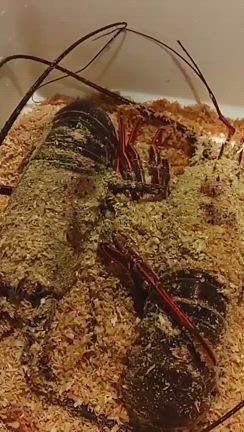 限定伊勢海老コースの記事動画