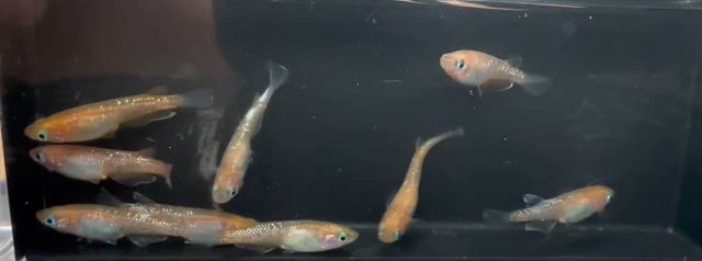 4月スタートです。【川の中のめだか】の記事動画