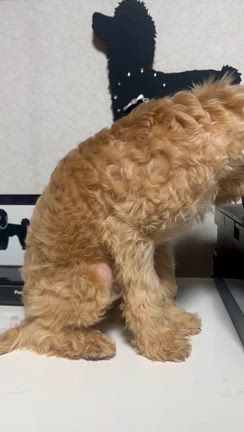 オススメの子犬の記事動画