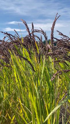 やっと・・書ける！気持ちと時間がうまれました。の記事動画
