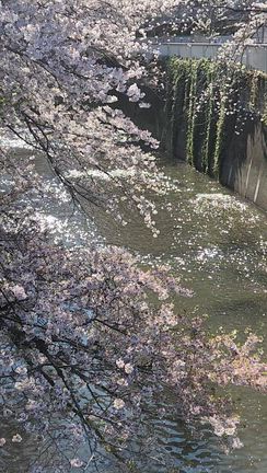 青空と桜の記事動画