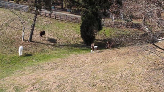 デーハー⁉️の記事動画