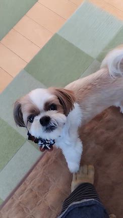 新しいエアコンとアレクサの記事動画